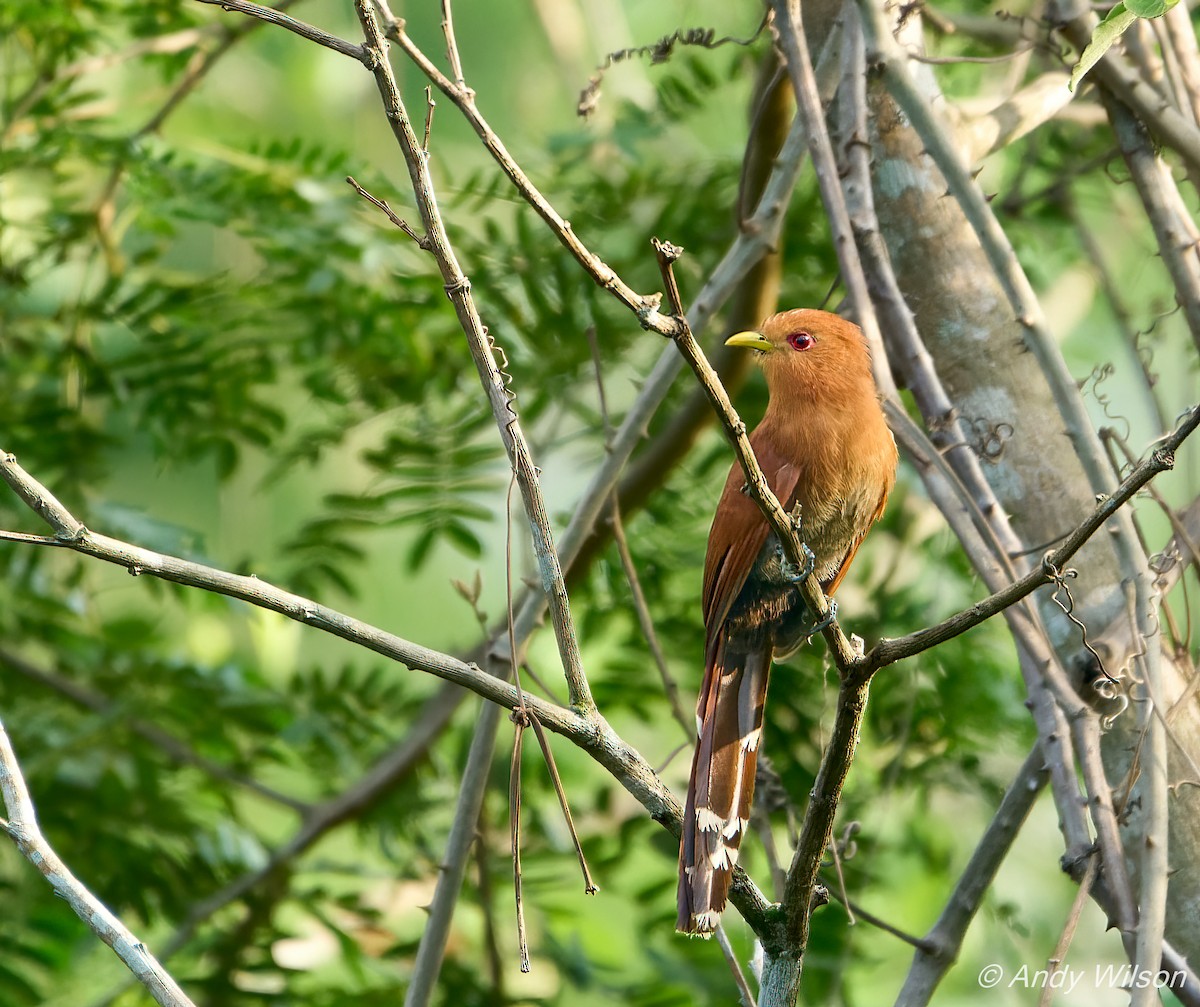 Squirrel Cuckoo (Amazonian) - Andrew Wilson