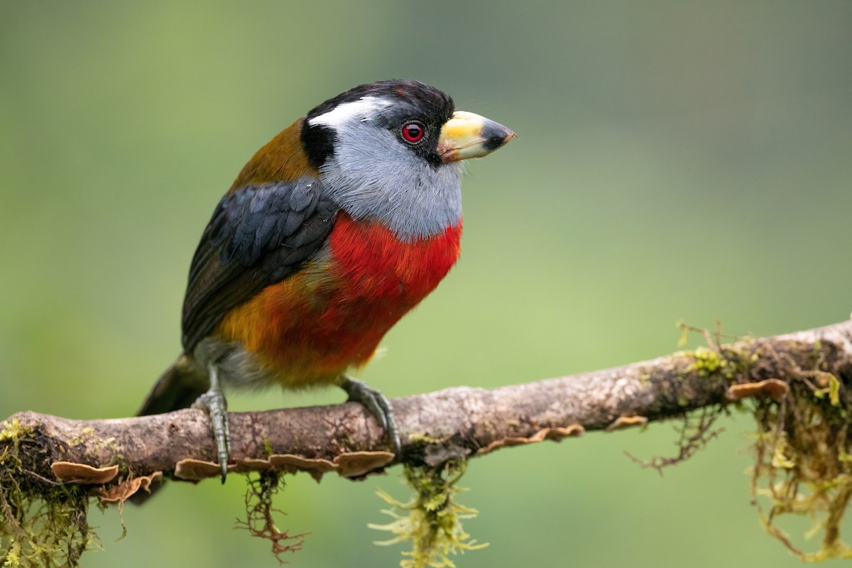 Toucan Barbet - Adam Jackson