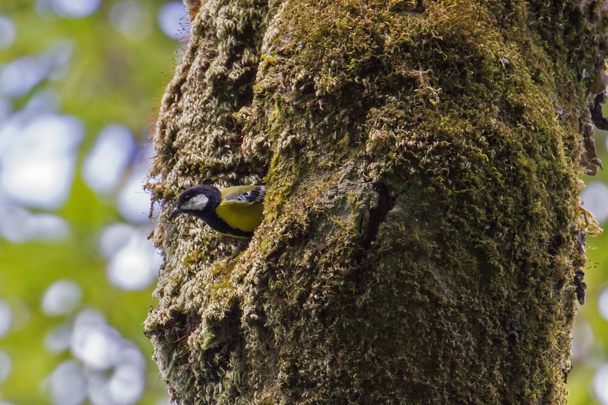 Green-backed Tit - ML42224021