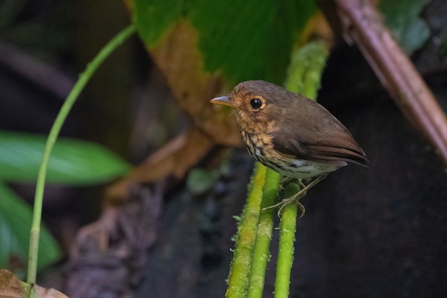 Ochre-breasted Antpitta