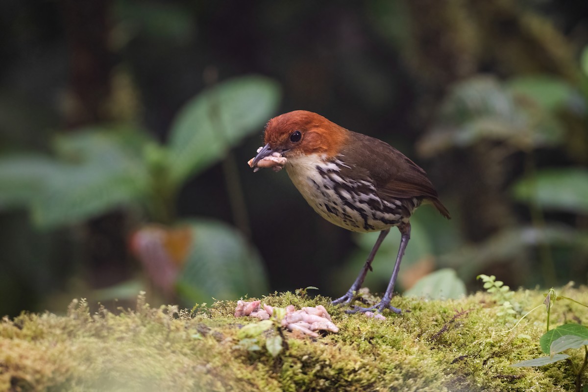 Chestnut-crowned Antpitta - Adam Jackson