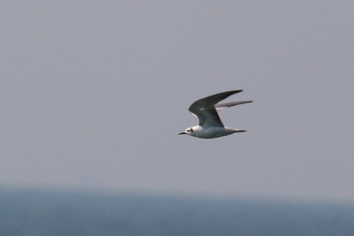 White-winged Tern - ML422245981