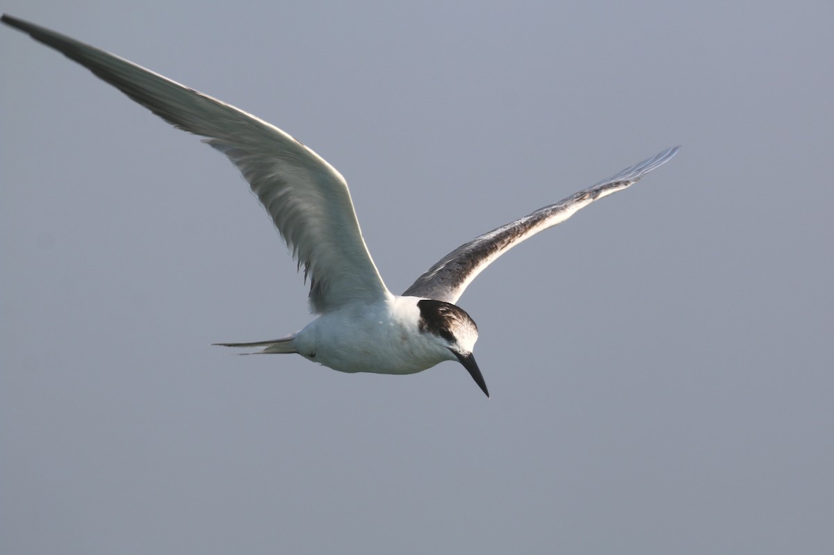 Common Tern - John Sandve
