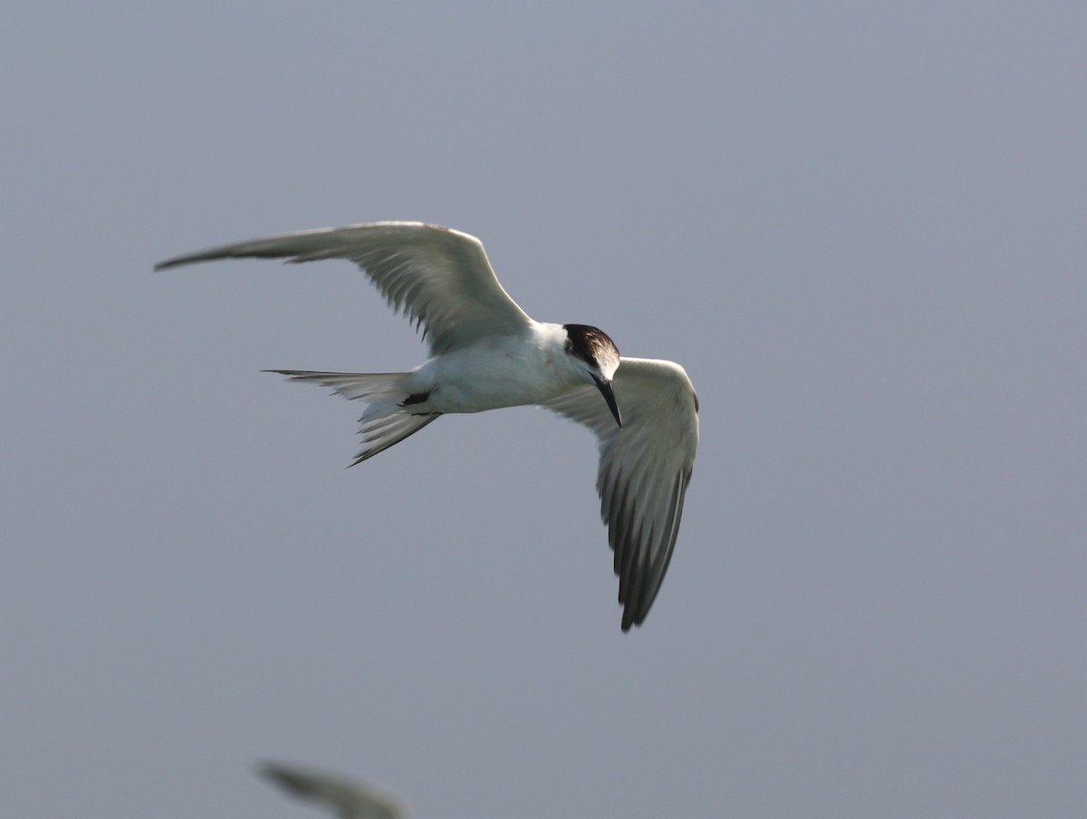 Common Tern - John Sandve