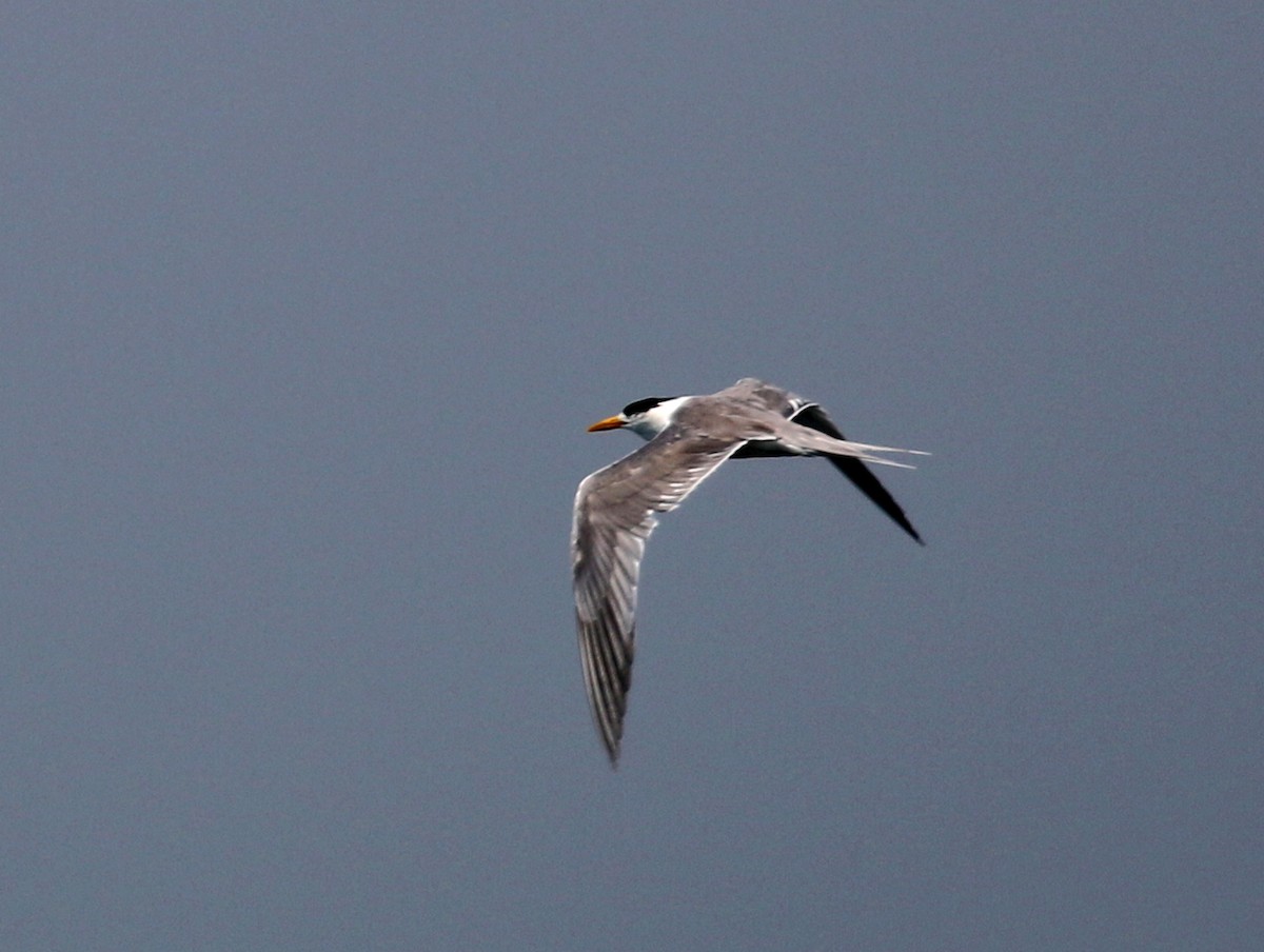 Great Crested Tern - ML422246491