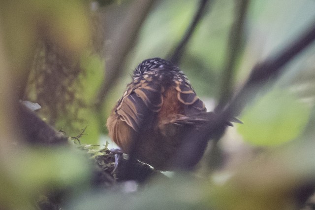 Streak-headed Antbird