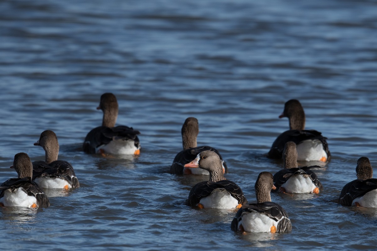 Greater White-fronted Goose - Steve Pearl