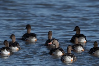 Greater White-fronted Goose, ML422249911