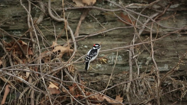 Downy Woodpecker (Eastern) - ML422252911