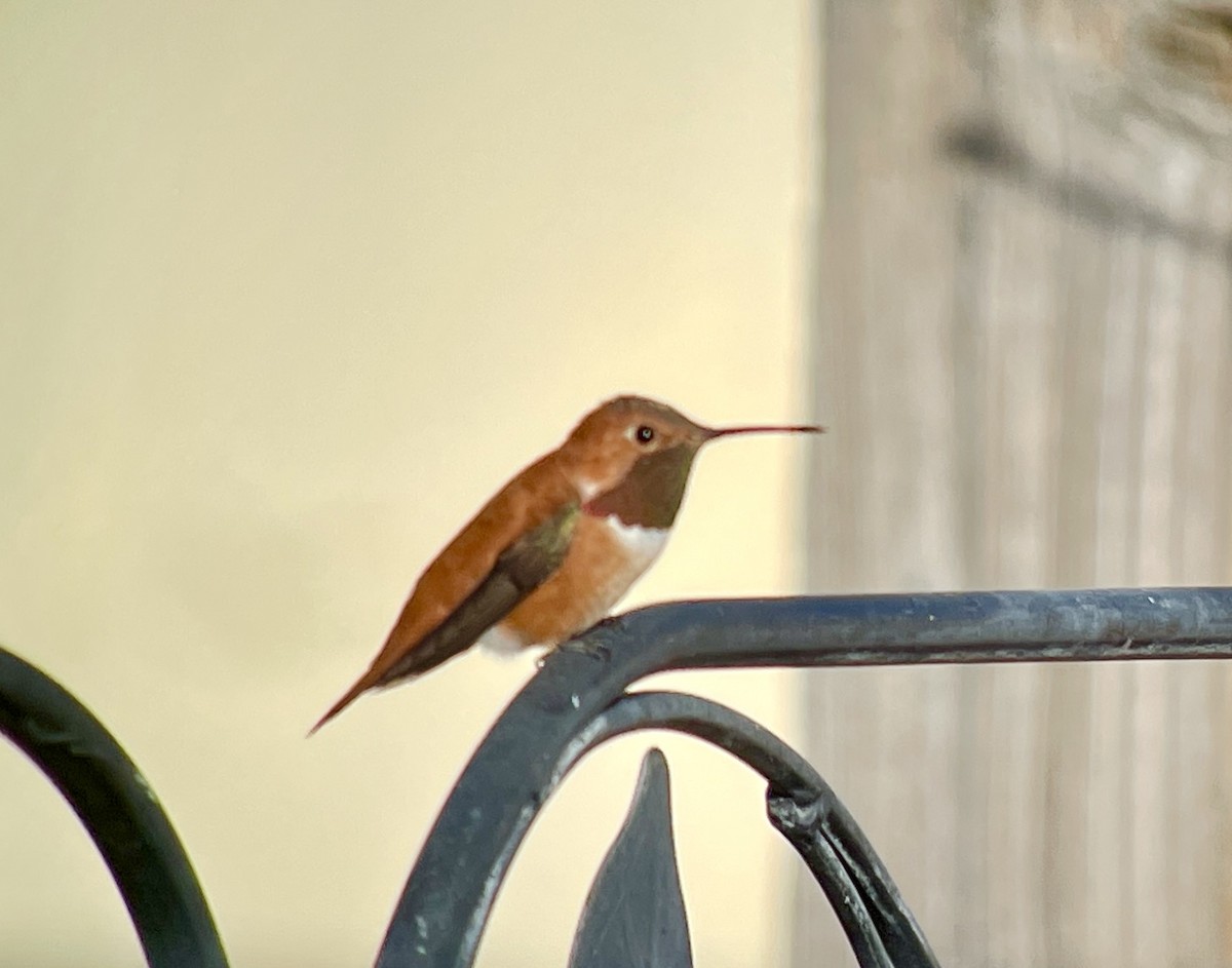 Rufous Hummingbird - Kaia Colestock