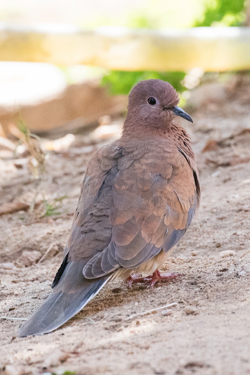 Laughing Dove - ML422256861