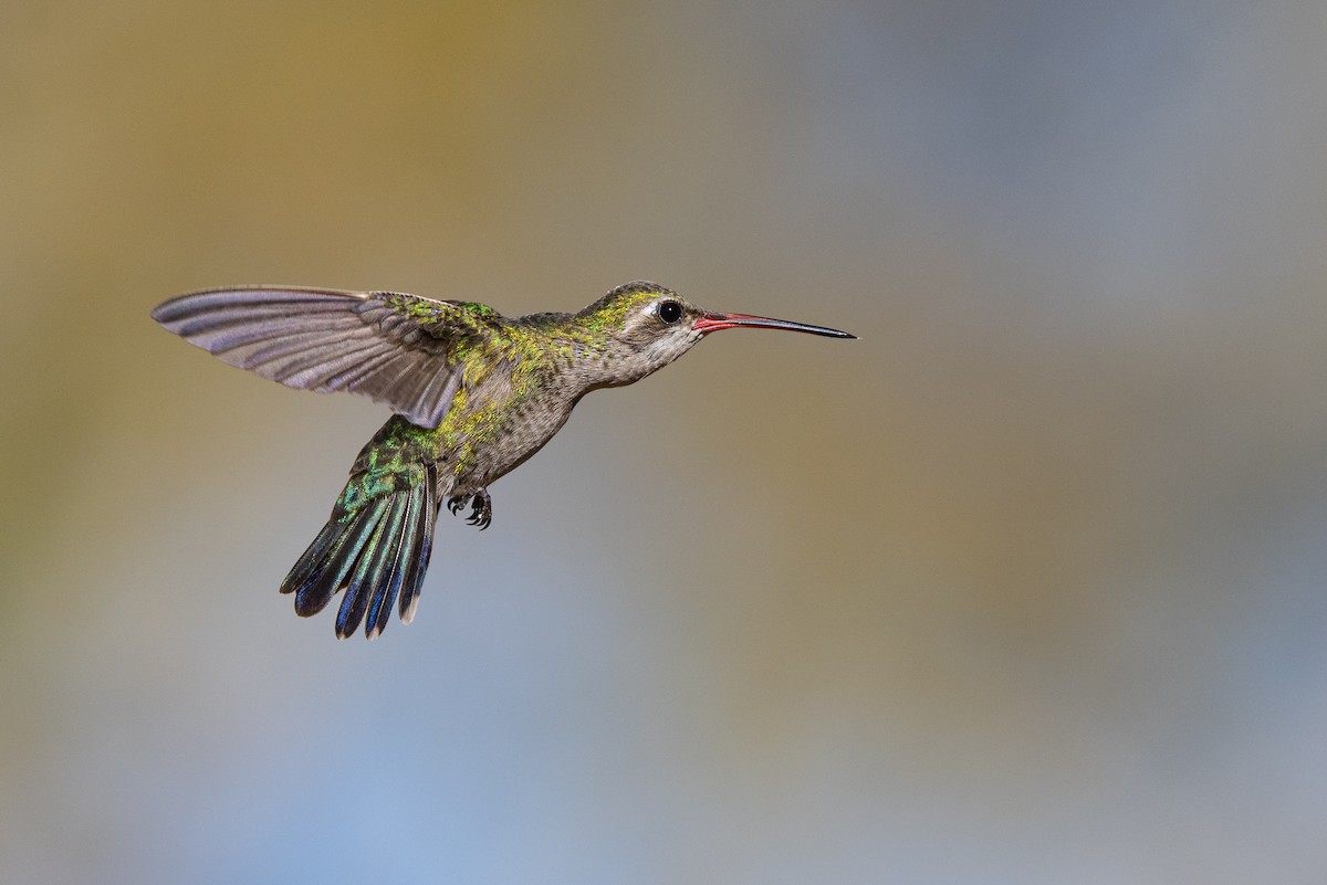 Broad-billed Hummingbird - Michael Henry