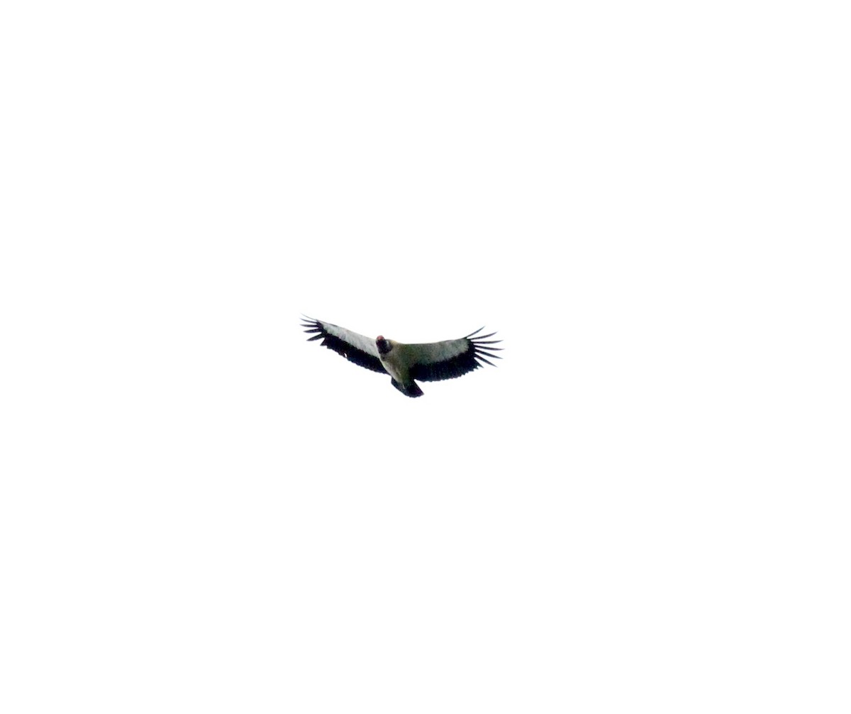 King Vulture - ML42226101