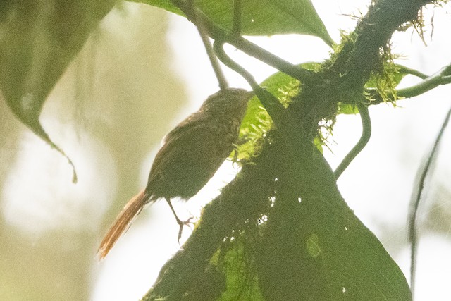 Rusty-winged Barbtail