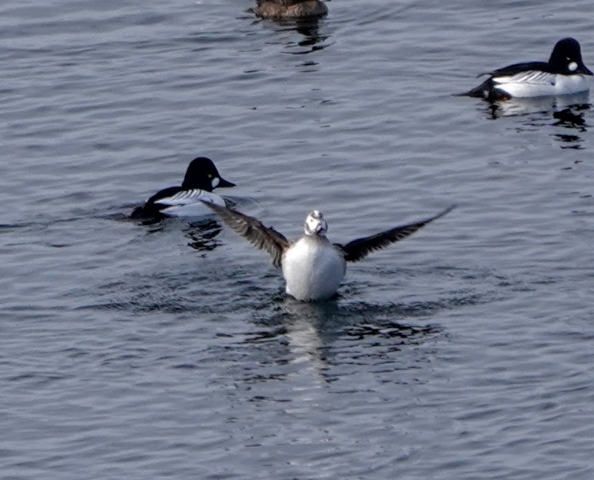 Long-tailed Duck - ML422266941