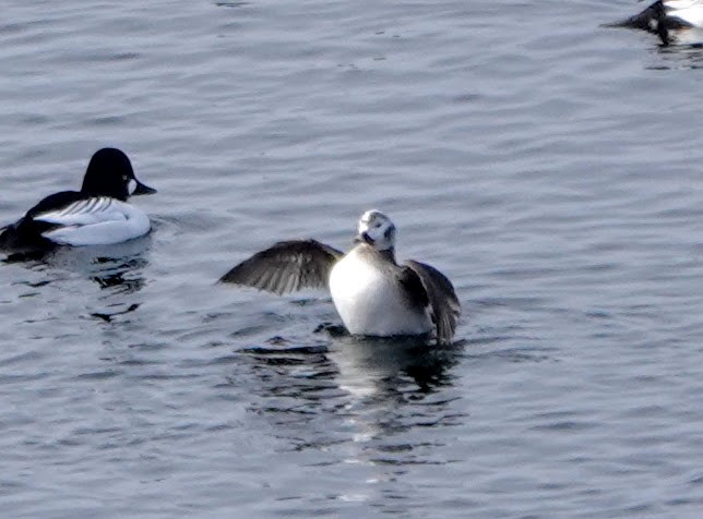 Long-tailed Duck - ML422266951