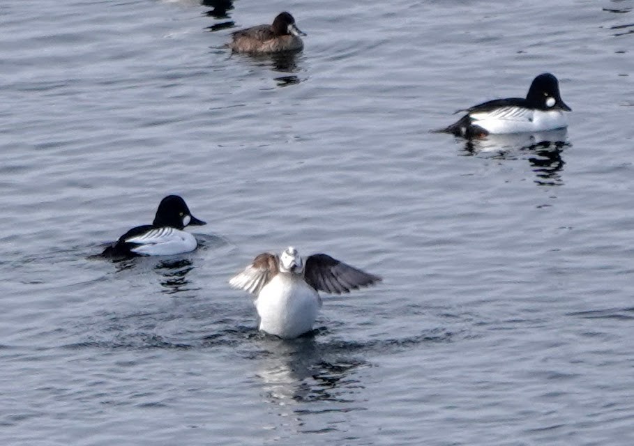 Long-tailed Duck - ML422266971