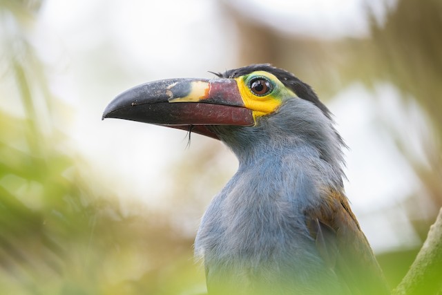 Plate-billed Mountain-Toucan