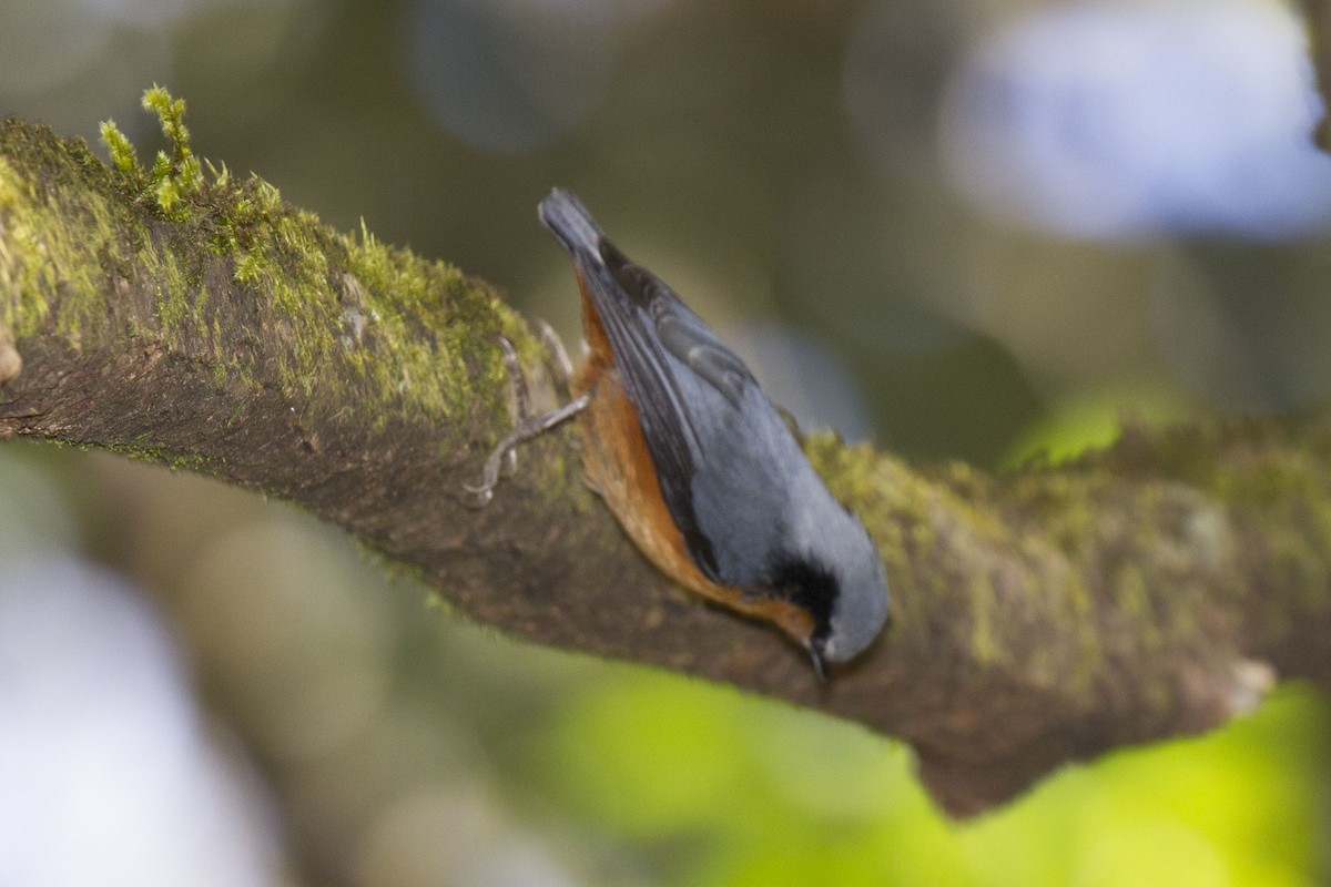 White-tailed Nuthatch - ML42227181