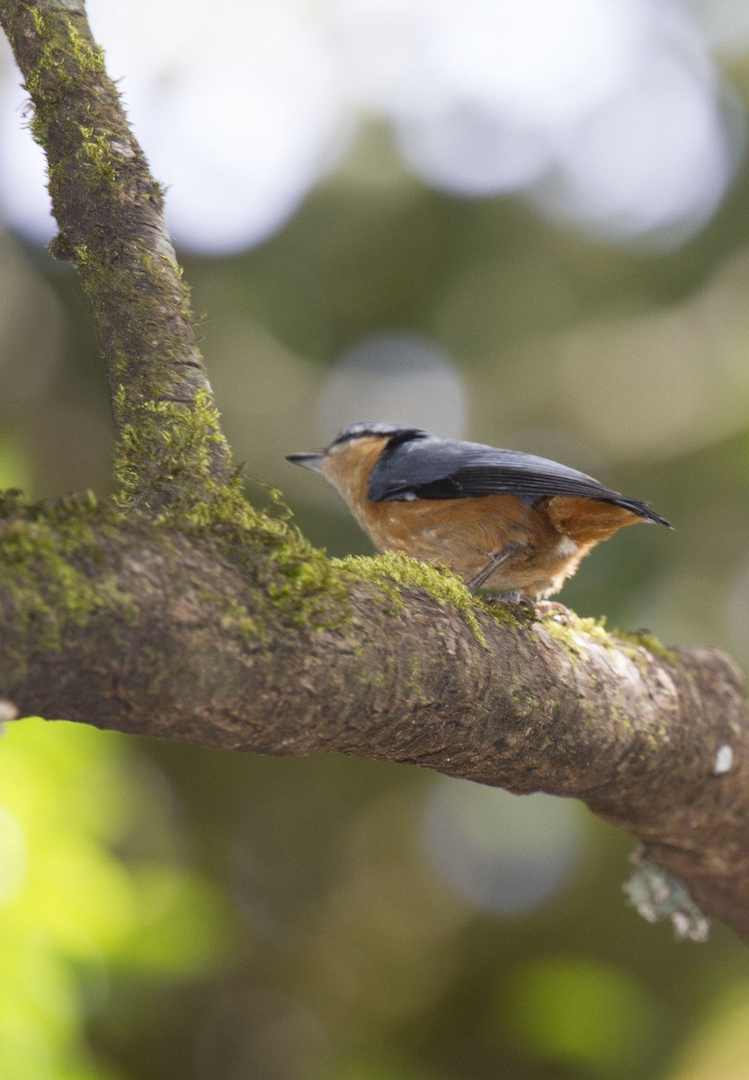 White-tailed Nuthatch - ML42227191