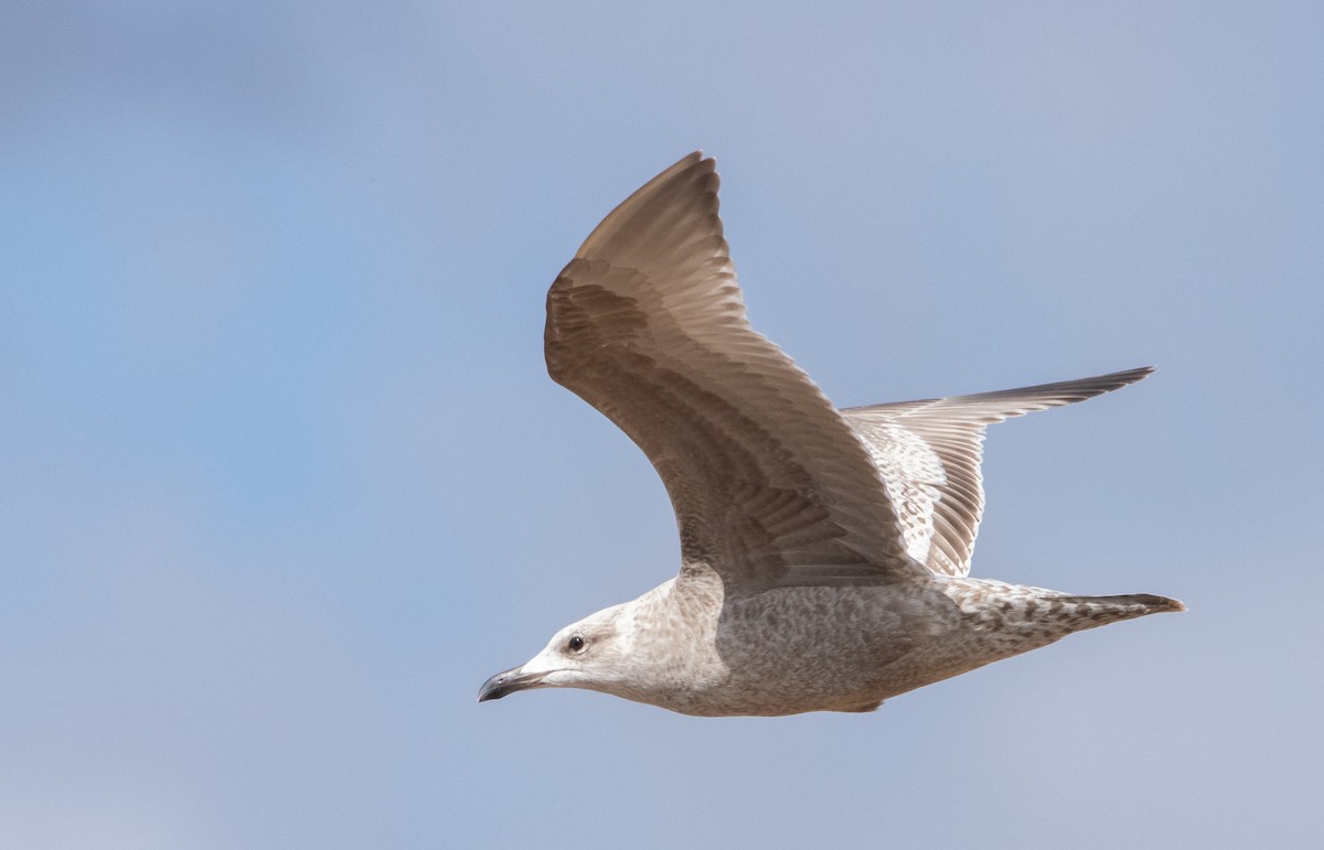 Herring x Glaucous-winged Gull (hybrid) - ML422272301