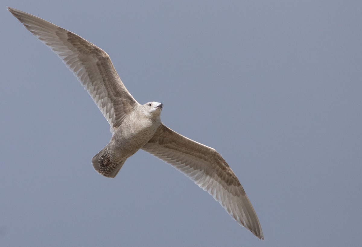 Herring x Glaucous-winged Gull (hybrid) - ML422272551