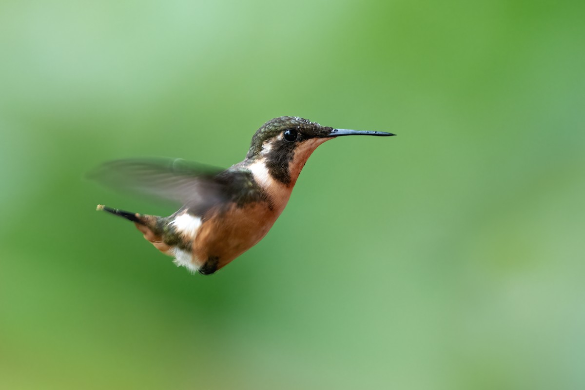 Purple-throated Woodstar - Adam Jackson