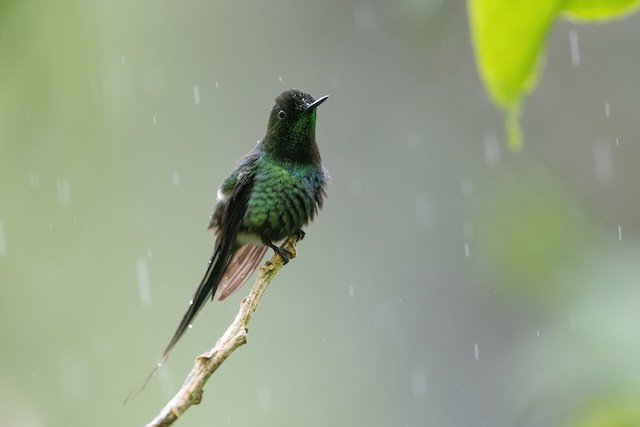 Green Thorntail