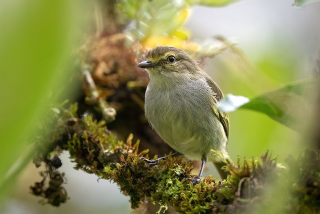 Choco Tyrannulet