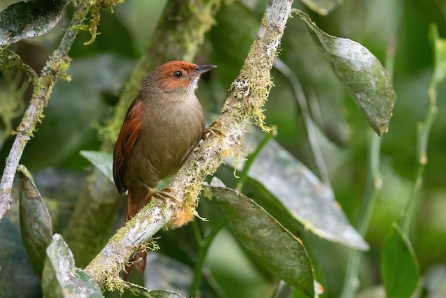 Red-faced Spinetail