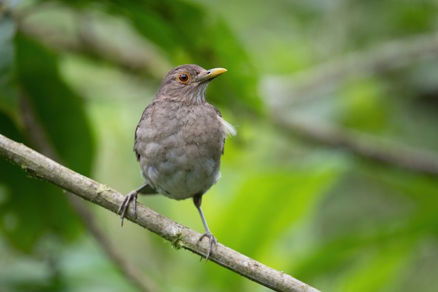 Ecuadorian Thrush