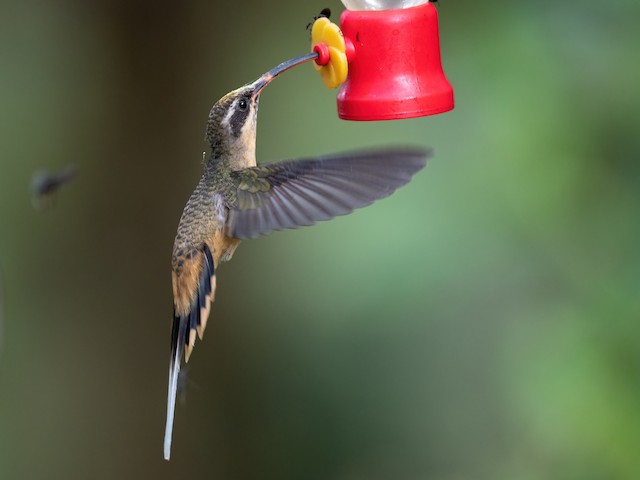 Tawny-bellied Hermit