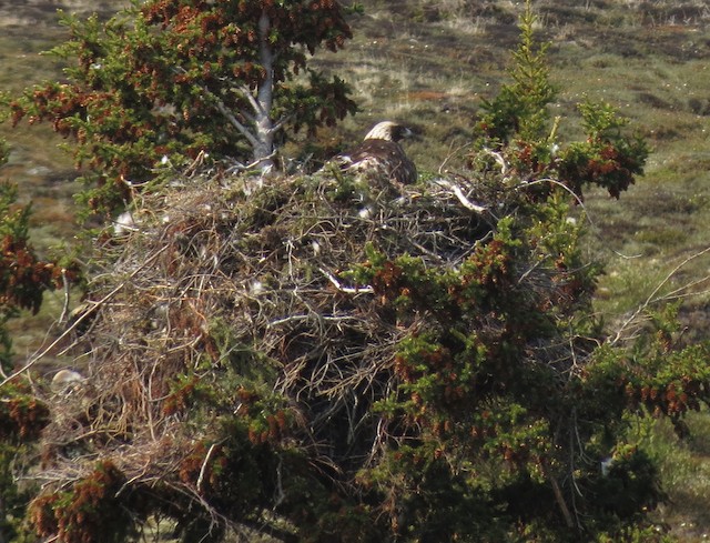 Nest site (Northwest Territories, Canada). - Golden Eagle - 