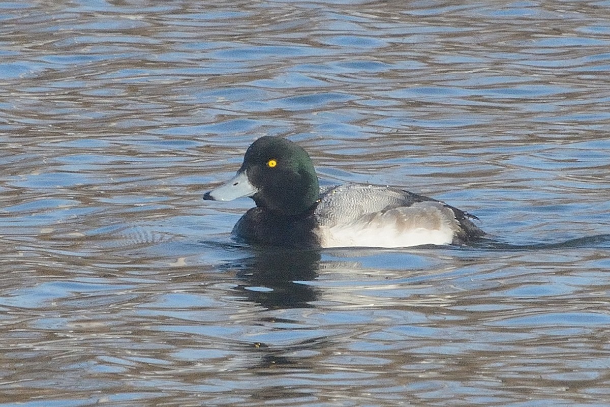 Greater Scaup - ML422281381