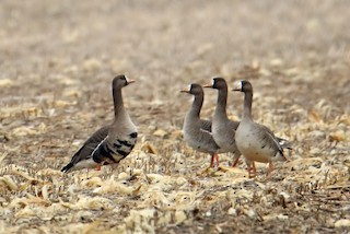 Greater White-fronted Goose, ML422283741