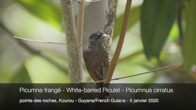 White-barred Piculet (Marajo) - ML422286551