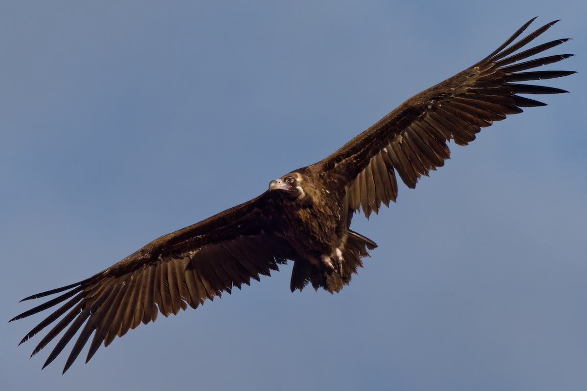 Cinereous Vulture - Juan Parra Caceres
