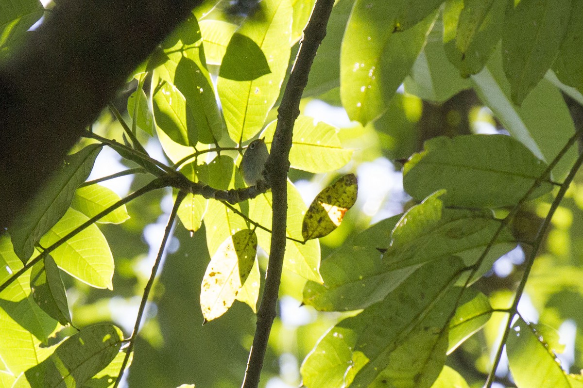 Chestnut-crowned Warbler - ML42229051