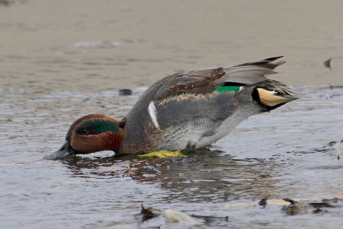 Green-winged Teal - ML42229341