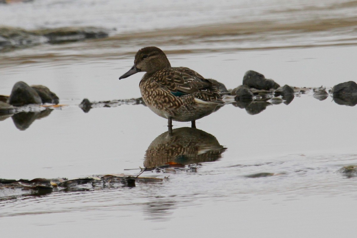 Green-winged Teal - ML42229381