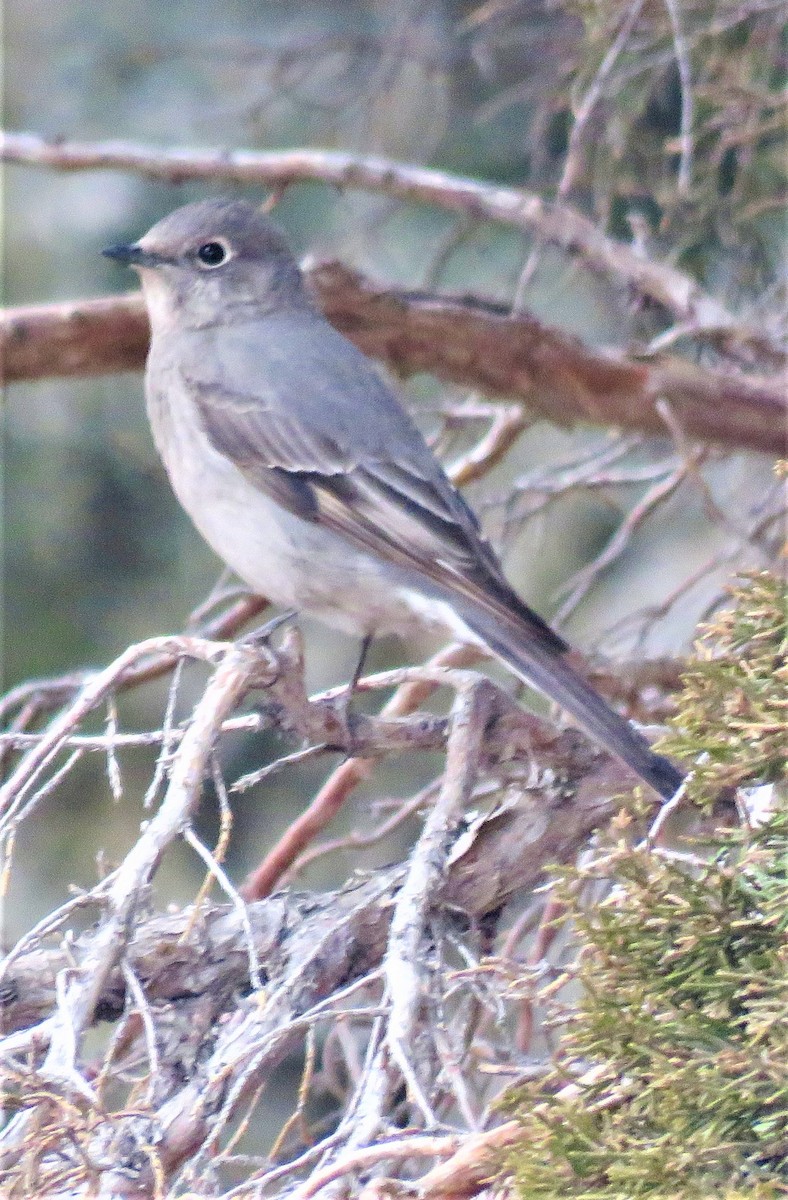 Townsend's Solitaire - ML422304281