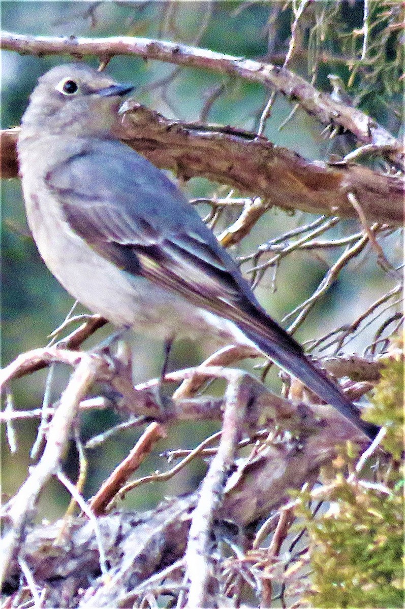Townsend's Solitaire - ML422304381