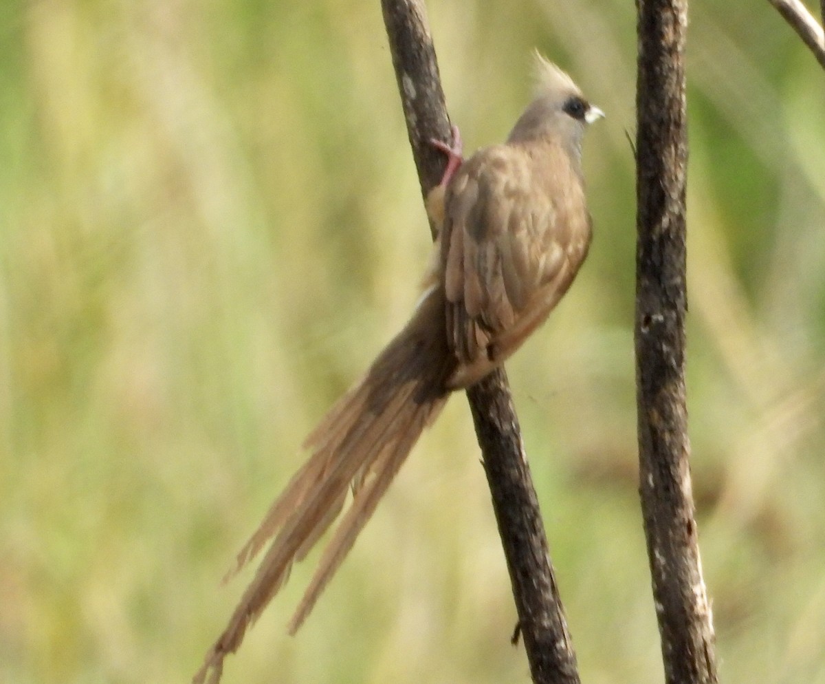 Speckled Mousebird - ML422307901