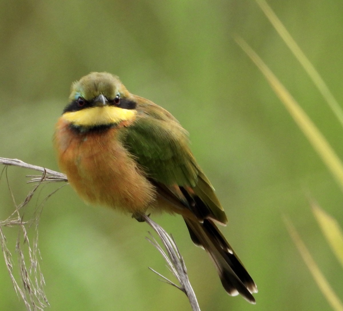 Little Bee-eater - Gary Brent