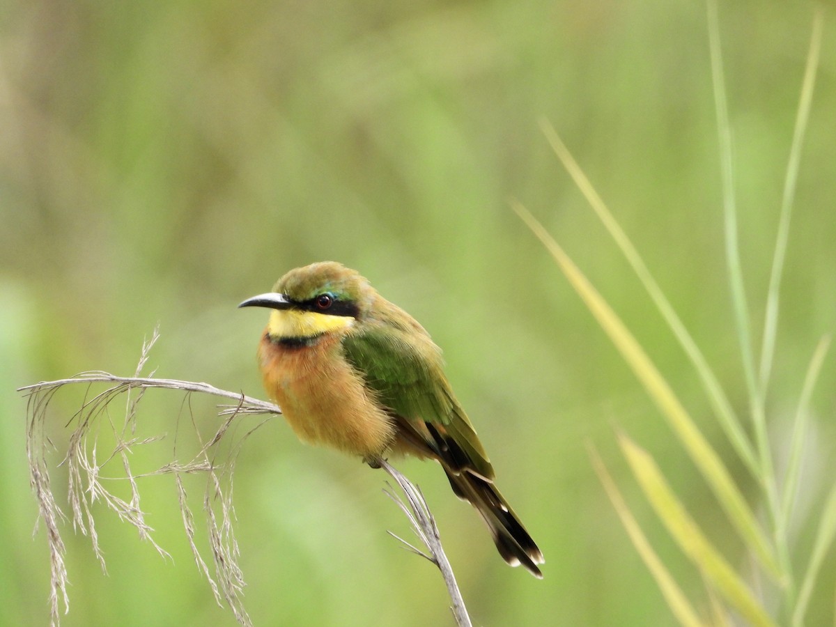 Little Bee-eater - ML422308001