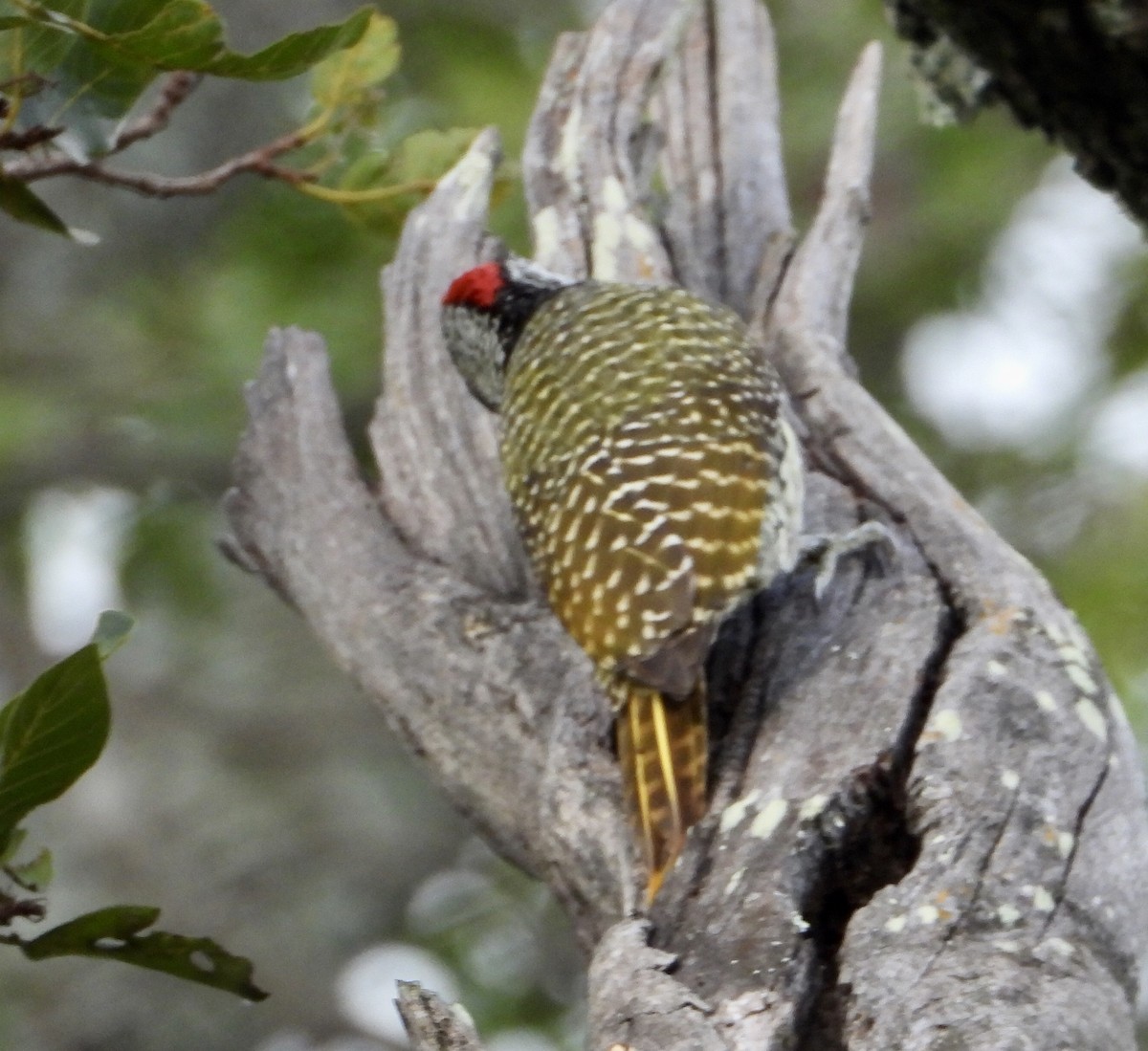 Golden-tailed Woodpecker - ML422308131