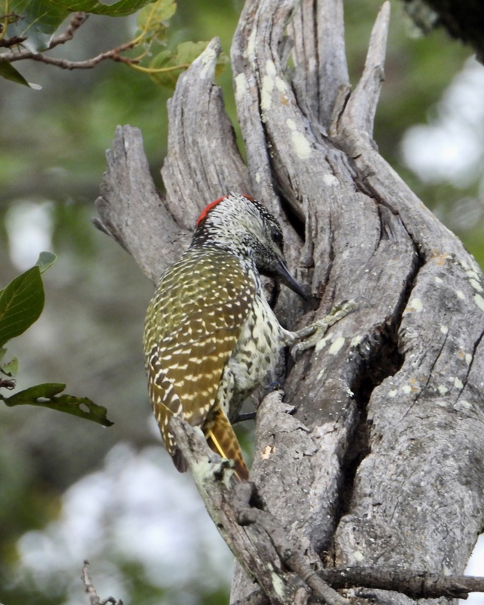 Golden-tailed Woodpecker - ML422308141