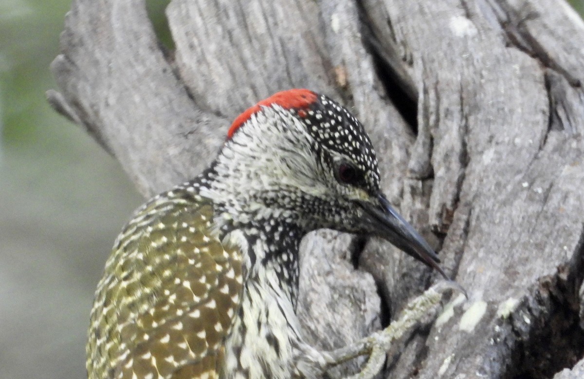 Golden-tailed Woodpecker - ML422308171
