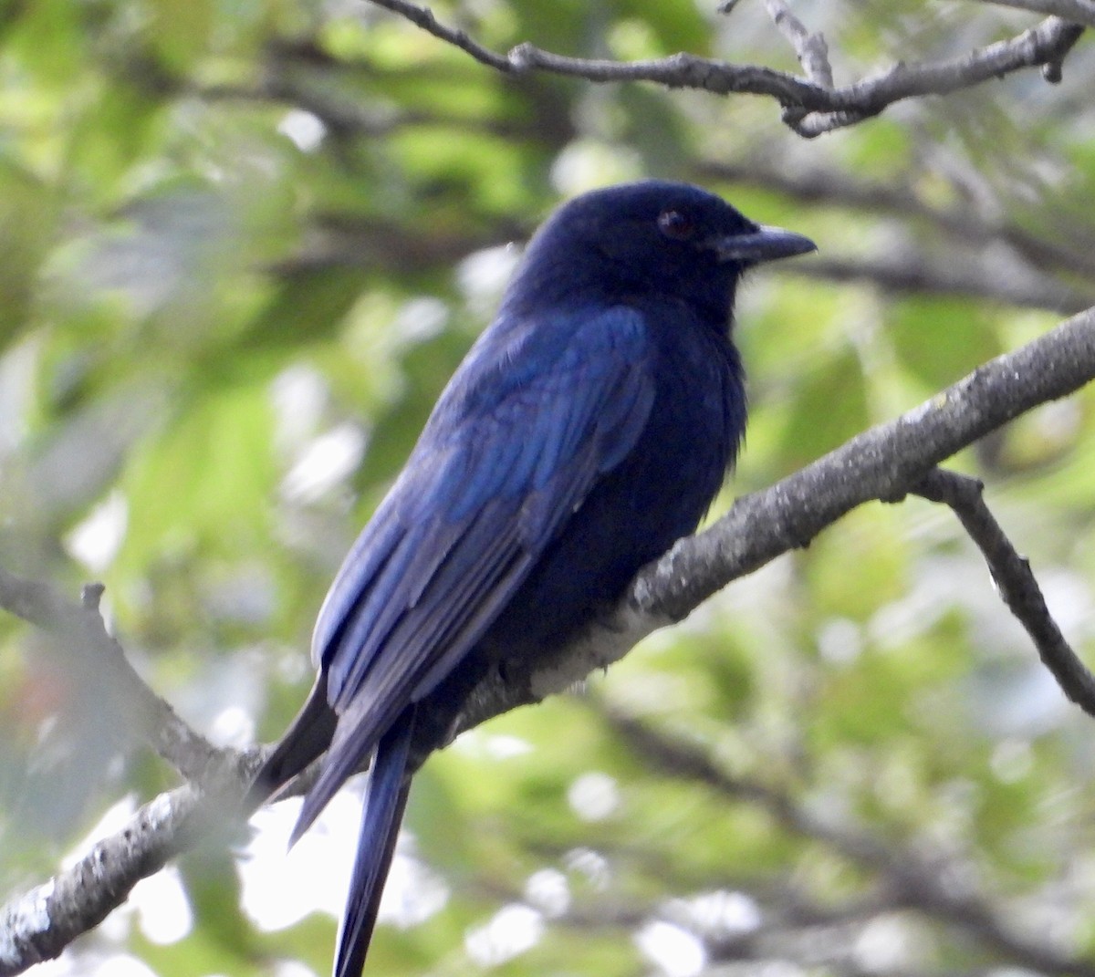 Fork-tailed Drongo - ML422308251