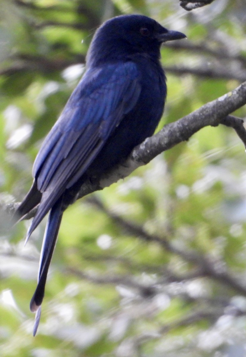 Fork-tailed Drongo - Gary Brent